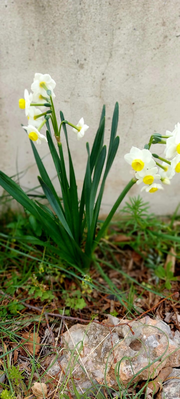 8demarzo